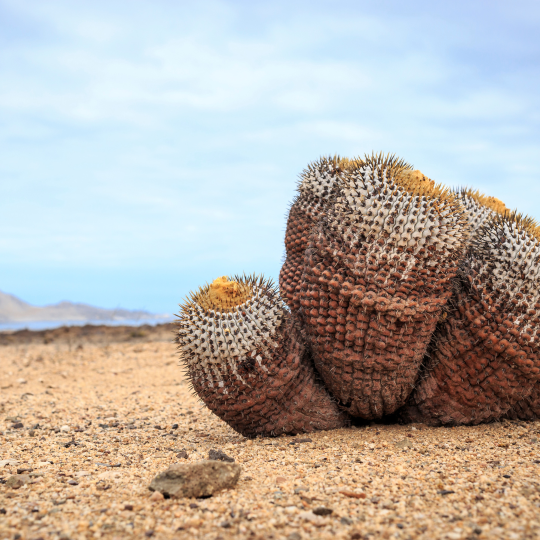 Copiapoa-Kaktus